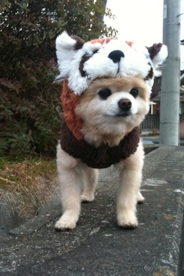 Because Cute Pet Costumes Panda Puppy Animals Because Cute Pet Costumes Panda