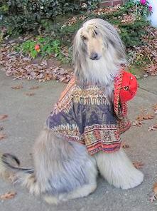 Afghan Hound Club Of America National Rescue Afghan Hound