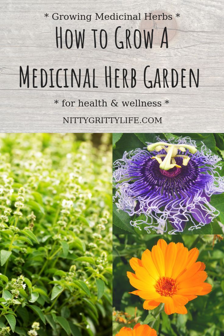 Growing a Medicinal Herb Garden for Health & Wellness | Medicinal herbs ...