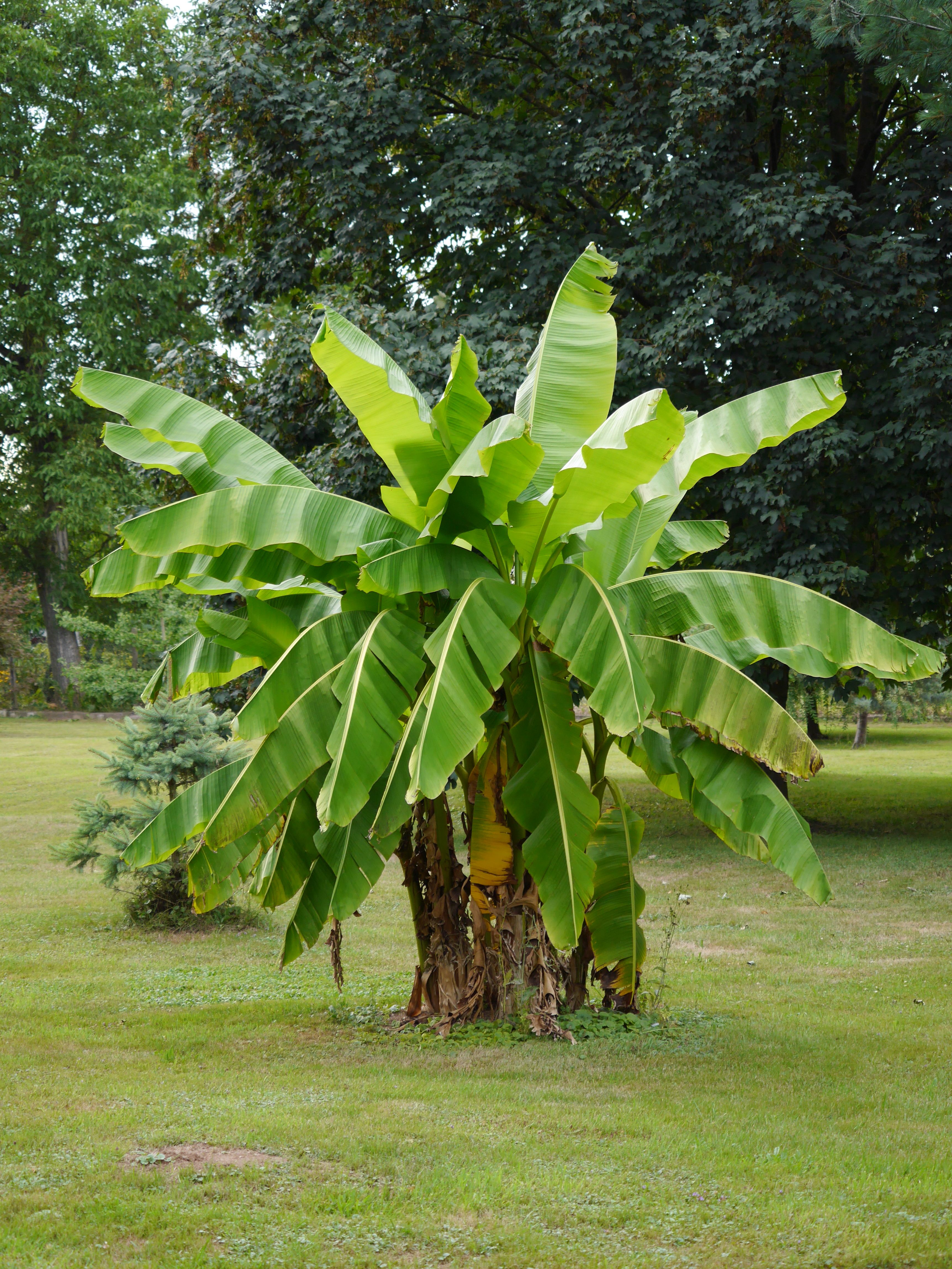 Bananenpalme überwintern Im Garten #Bananenpalme im #Garten unserer #Nachbarn #Bananapalm #Garden