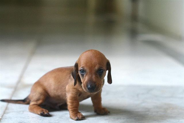 Are You Looking At Me Cute Baby Animals Dachshund Puppies