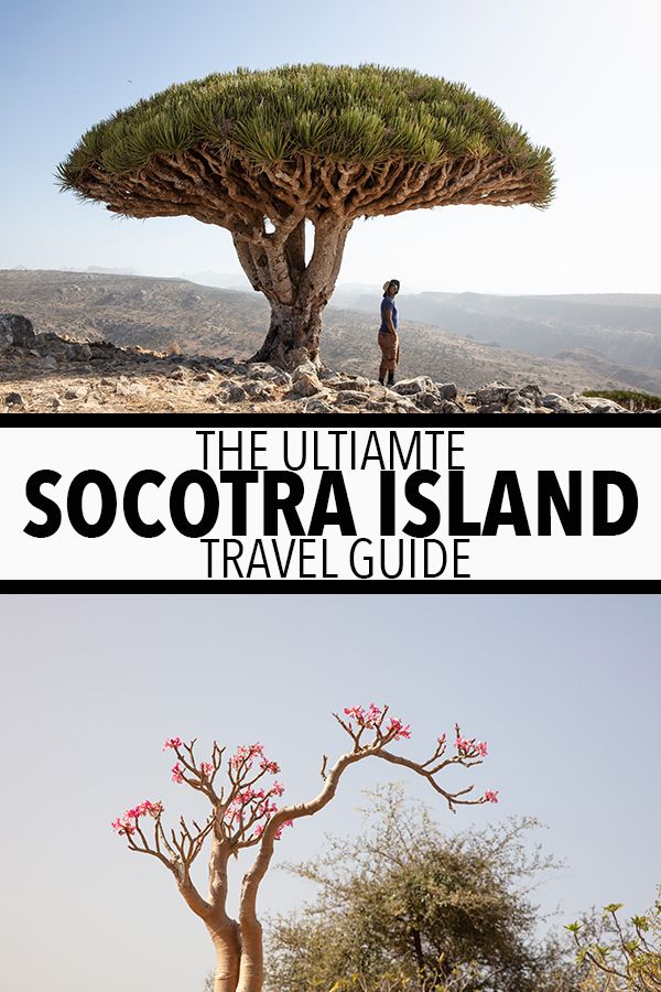 Socotra Travel Guide: The Jewel Of Arabia