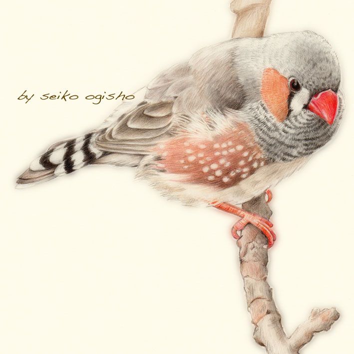 キンカチョウ By 荻荘聖子 Creators Bank キンカチョウ 鳥のアート 鳥 絵 キンカチョウ By 荻荘聖子 Creators Bank キンカチョウ 鳥のアート 鳥 絵