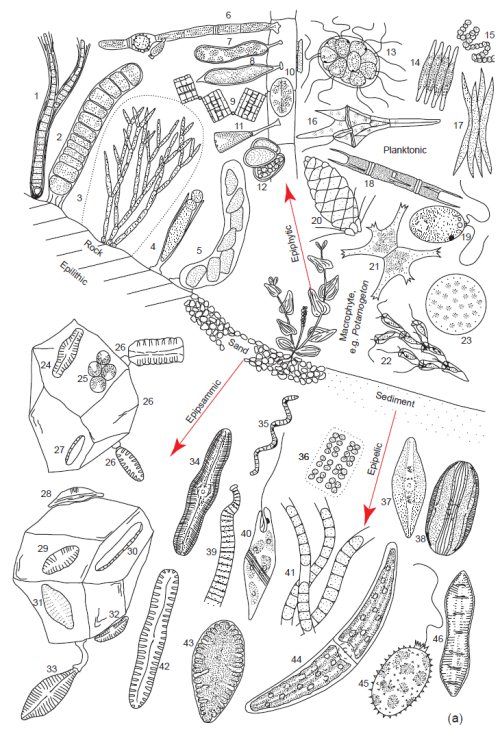 Planktonic Algae In Freshwater