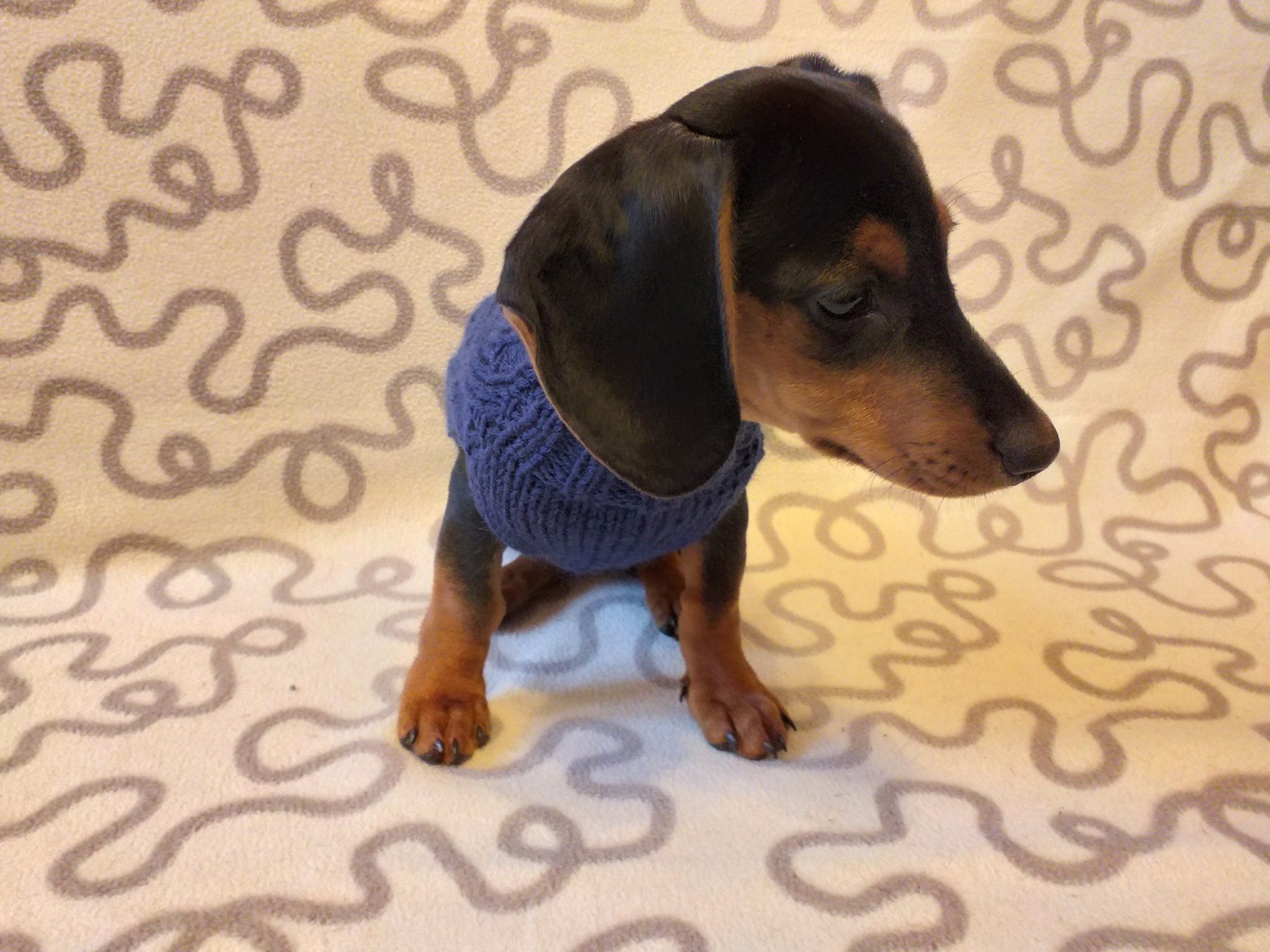 Navy blue knit sweater for dachshunds or small dogs,handmade knitted dog sweater, handmade knitted sweater for dachshund | dachshundknit Standard Dachshund, Mini Dachshund, Dachshund Clothes, Puppy Clothes, Sweater Puppy, Knit Sweater, Yorkie Puppy, Chihuahua Puppies, Mini Pinscher