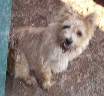Cairn Terrier Yorkshire Terrier Carkie Puppies For Sale Breeder