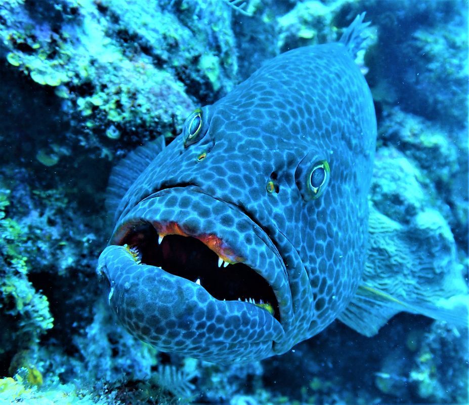 ClickaSnap Online Photo Sharing Platform Share And Earn Fish Pet clickasnap-online-photo-sharing-platform-share-and-earn-fish-pet
