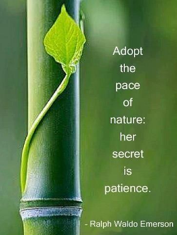 Adopt the pace of nature: her secret is patience." -Ralph Waldo Emerson - Ralph Waldo Emerson | Nature quotes, Patience, Inspirational quotes