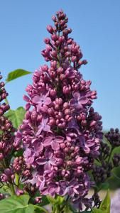 Syringa Vulgaris Belle De Nancy Lilac Tree Syringa Vulgaris Syringa