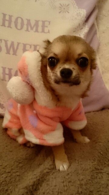 Chiuhauha Puppy Cute Baby Cute Puppies Puppies Chihuahua