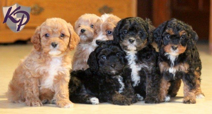 Cavapoo Puppies For Sale In Pa Browse Our Cavapoo Puppies