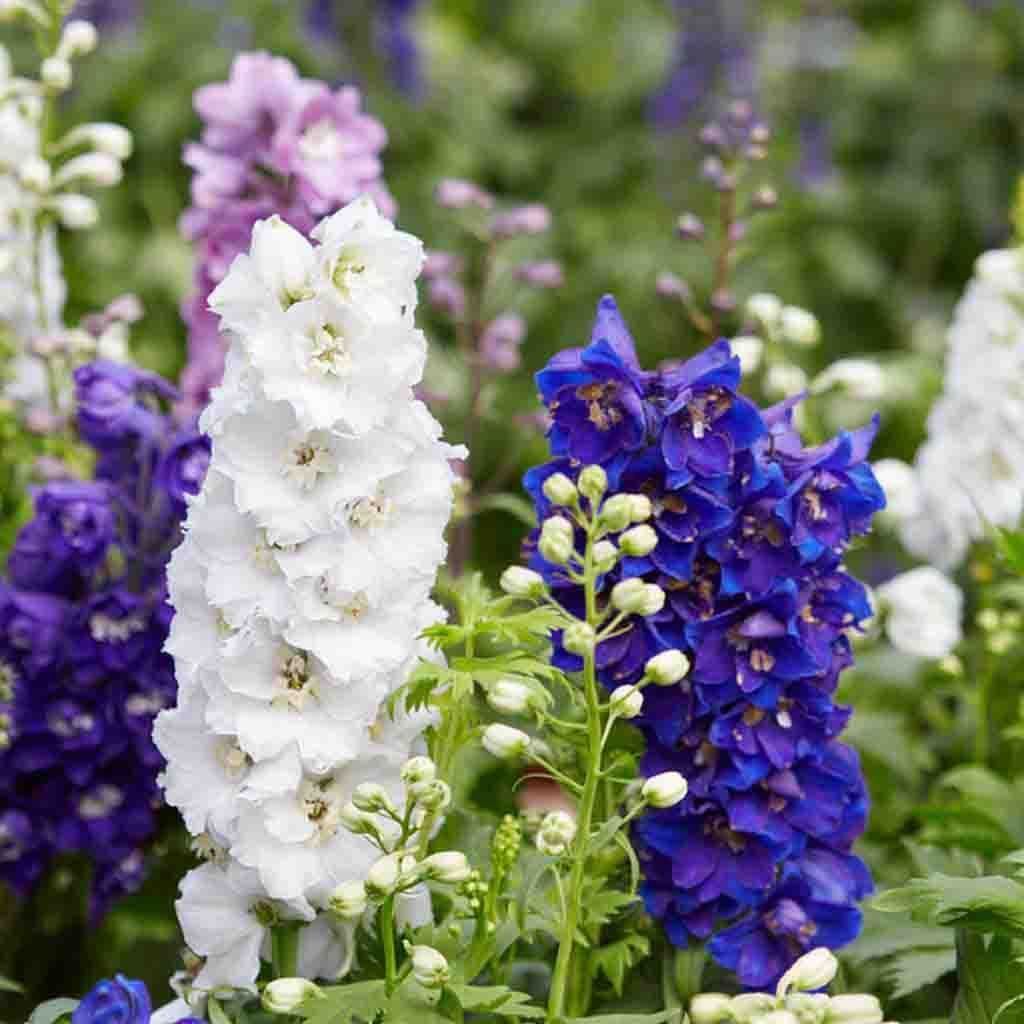 Delphinium Seeds, Pacific Giants Mixed Colors
