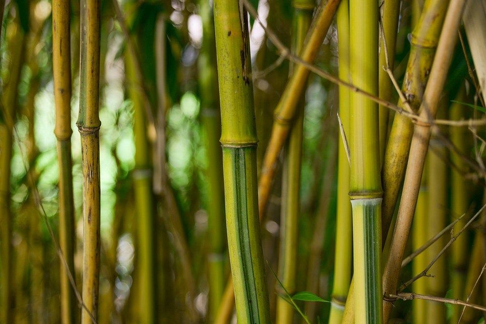 36 Organic Bamboo Rods Stakes Poles All Natural Wind Chimes Craft Floral Gardening Supplies Decor DIY Wand Wood Frames Art Hand Made Marker