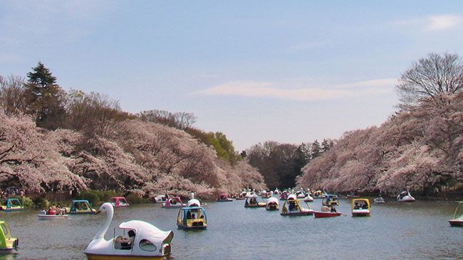 東京の桜名所選 お花見 夜桜ライトアップ情報 楽天トラベル 桜 名所 名所 井の頭恩賜公園 東京の桜名所選 お花見 夜桜ライトアップ情報 楽天トラベル 桜 名所 名所 井の頭恩賜公園