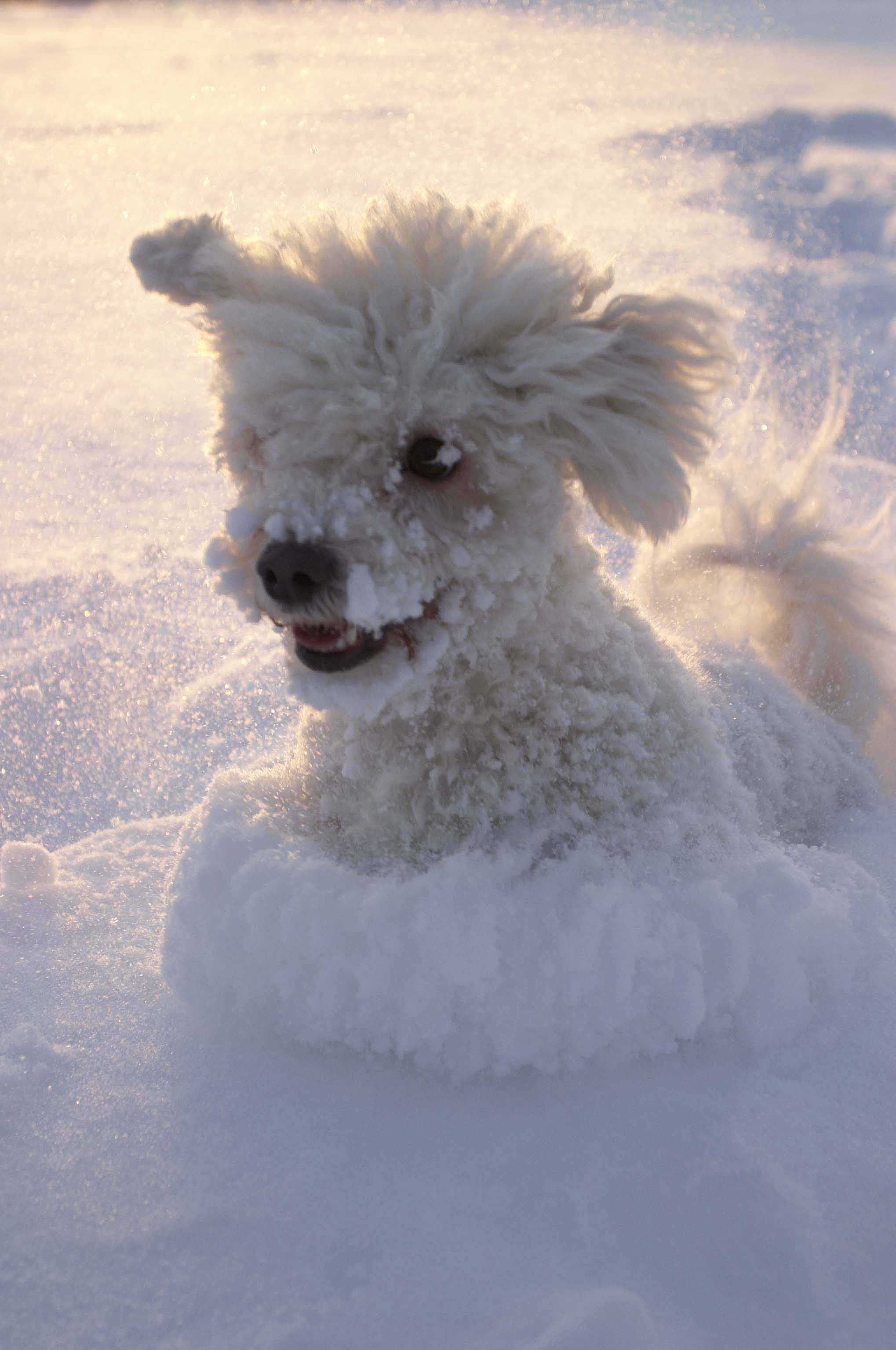 Poodle Playing In The Snow Animals Animal Pictures Pets