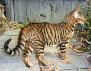 Le Toyger Chat Le Blog De La Vieille Aux Chats Chat Toyger Races De Chats Chat Le Toyger Chat Le Blog De La Vieille Aux Chats Chat Toyger Races De Chats Chat
