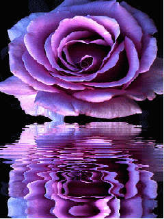 Image result for gif reflections of flowers gif