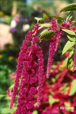 Hanging Red Amaranthus For The Centerpieces And Bar Fls To Add Hanging Red Amaranthus For The Centerpieces And Bar Fls To Add Elegance Trailing Dimension