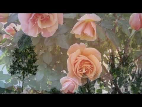 Voces De Primavera Johann Strauss Youtube Videos De Musica El Danubio Azul Musica De Relajacion