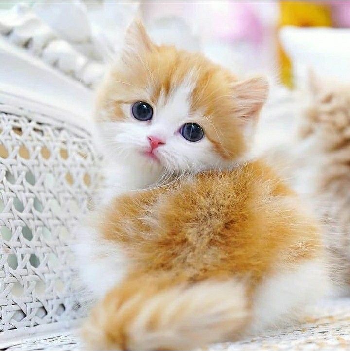 Pin On Cats pin-on-cats