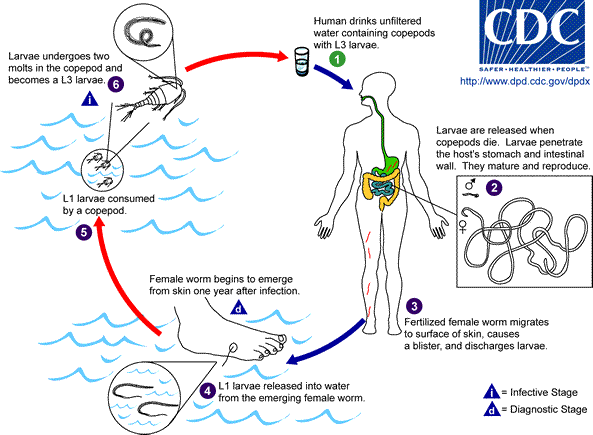 parasitos intestinales cdc