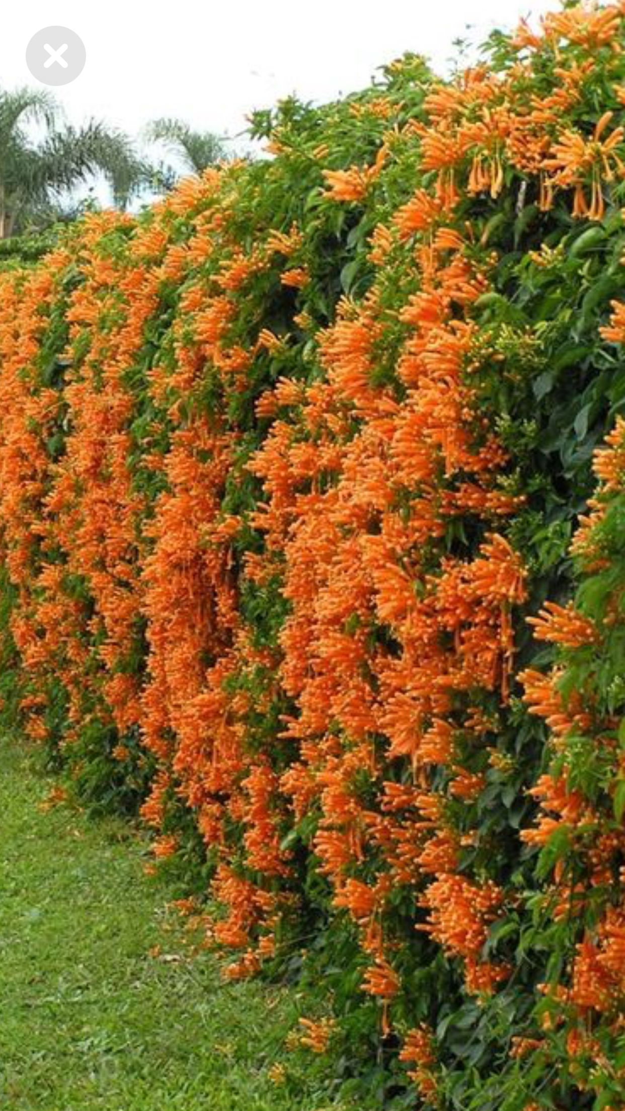 Orange Flowers Line The Side Of A Hedge