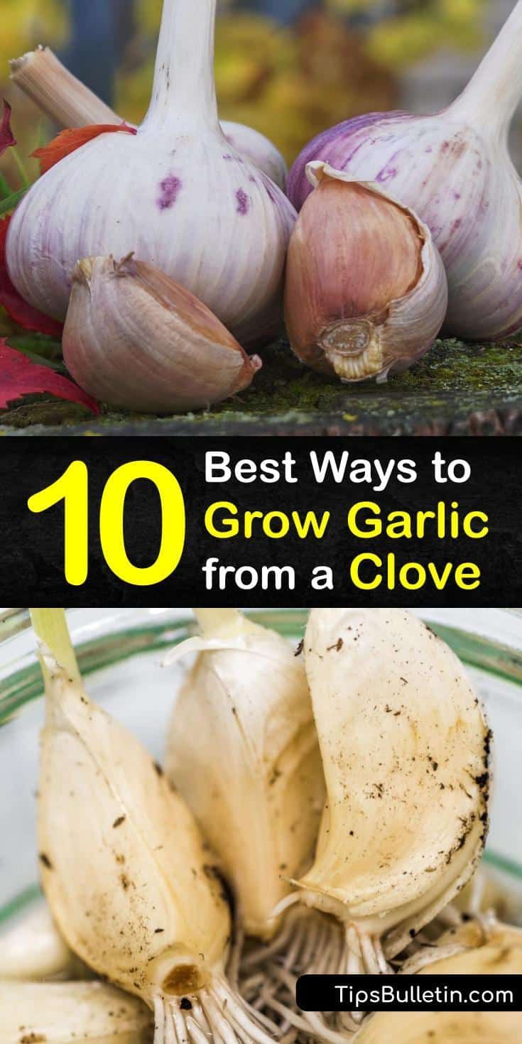 How do you grow cloves