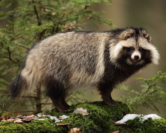 Raccoon Dog by Jirí Míchal | Animals, Raccoon dog, Japanese raccoon dog