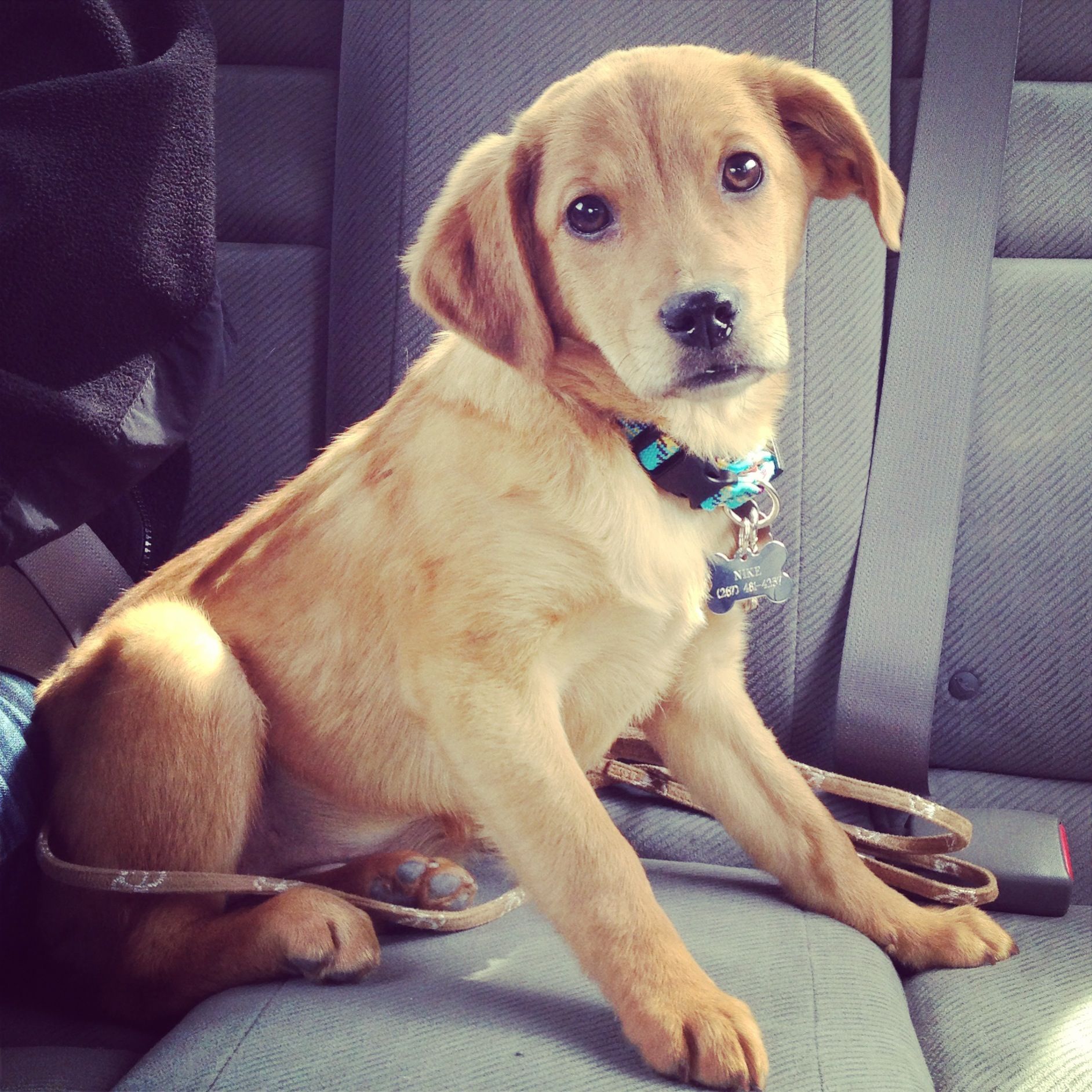 I Run For My Puppy Names Nike Puppy Names Puppies Animals