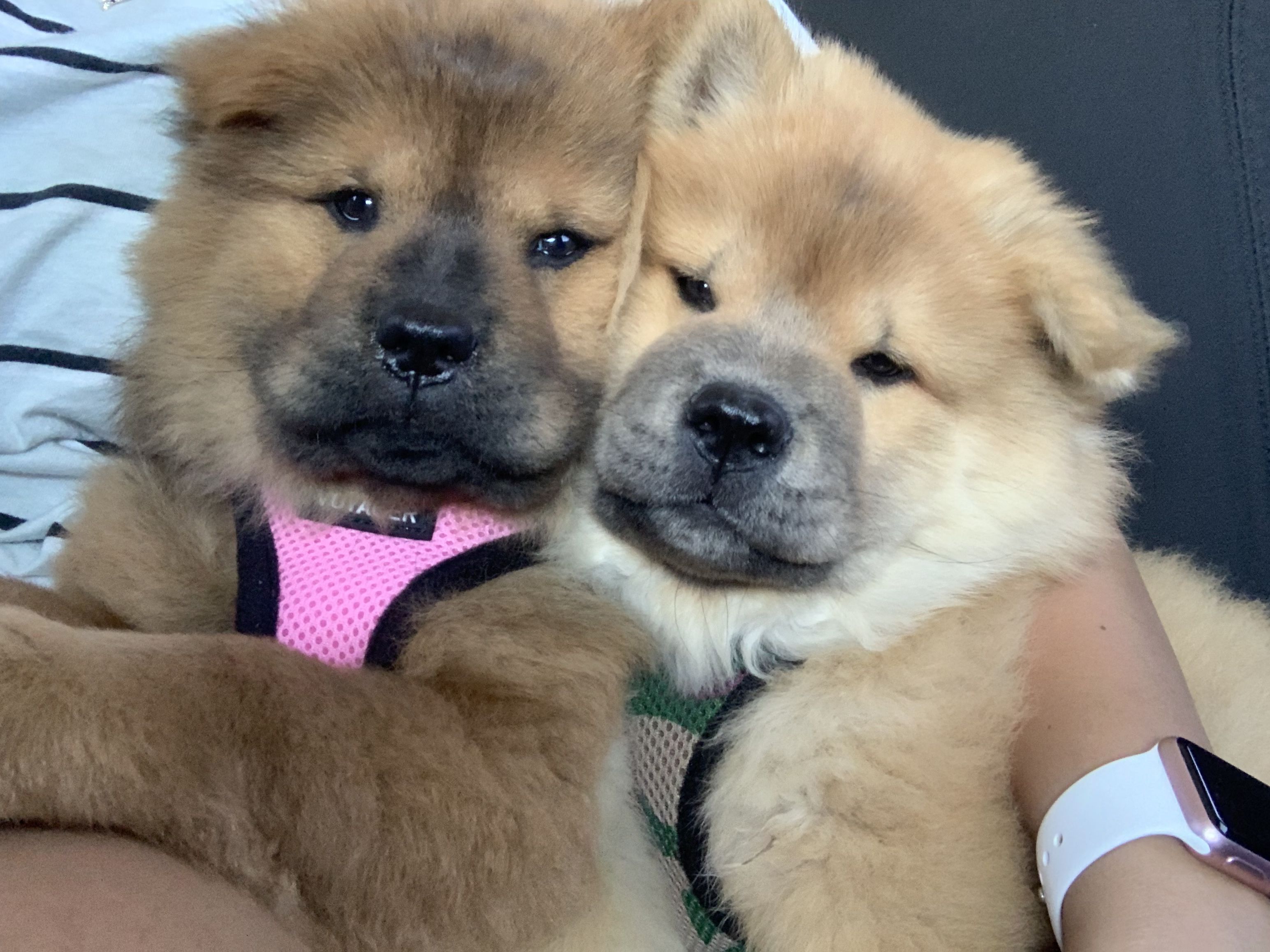 Baby Chow Chows Chow Chow Puppy Chow Chow Puppies baby-chow-chows-chow-chow-puppy-chow-chow-puppies