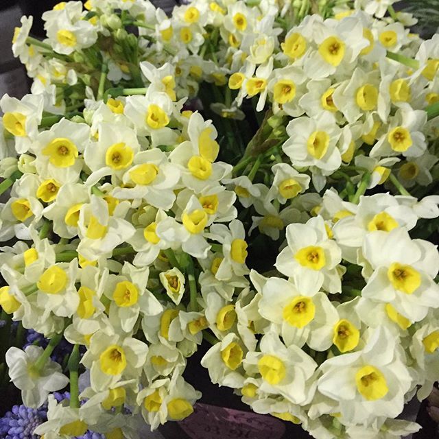 Hmmm That Smell It S Spring Daffodil Bridal Crown By Fam Flower Farm For Fragrance Bridal Crown Is Really Th Best Smelling Flowers Bridal Crown Flower Farm