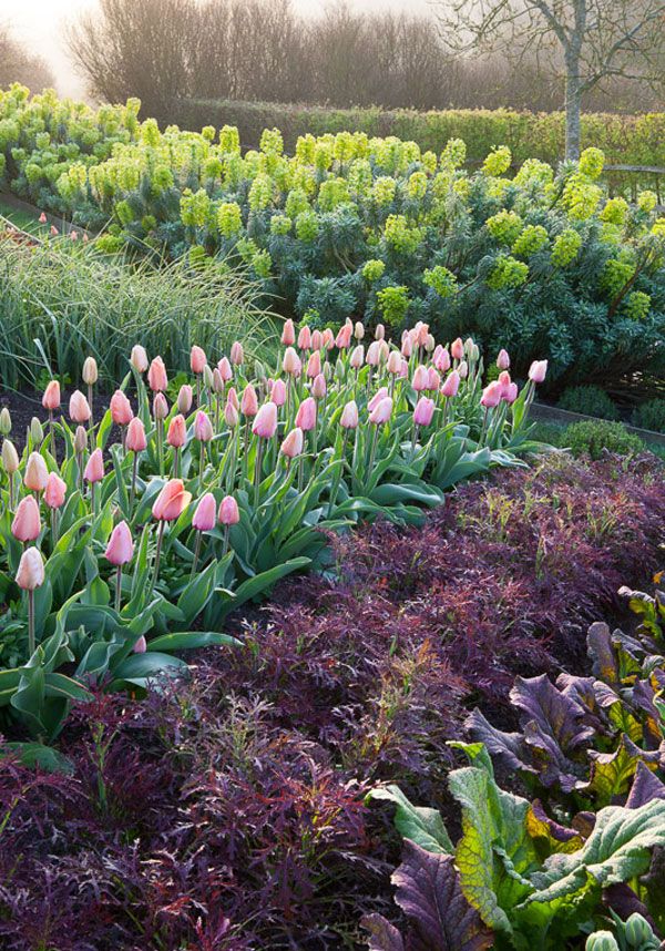 Sarah Raven's top new tulips