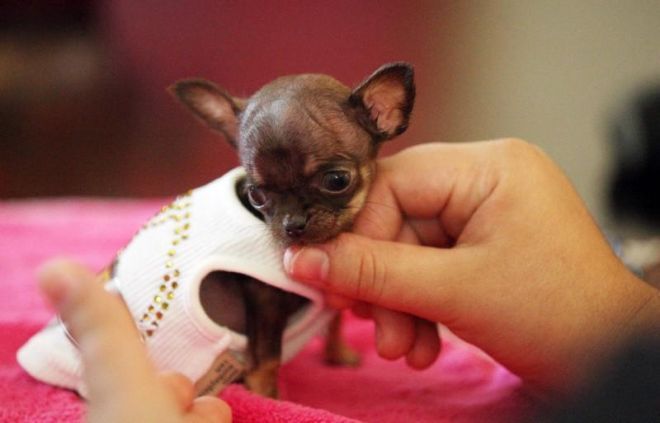 Lifestyle Cute Little Animals Super Cute Animals Cute Animals