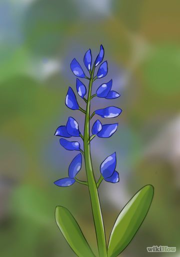 How to Draw a Bluebonnet