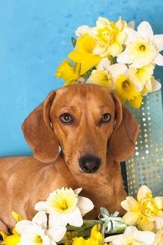 Spring Doxie Dachshund Dachshund Love Dogs