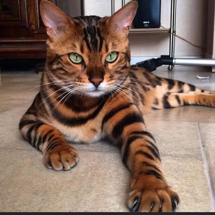 Beau Chat Tranquille Races De Chats Chat Toyger Beau Chat Beau Chat Tranquille Races De Chats Chat Toyger Beau Chat