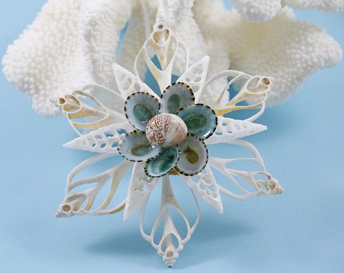 Seashell Art from the Sunshine State by TheSleepyS Seashell Art from the Sunshine State by TheSleepyS