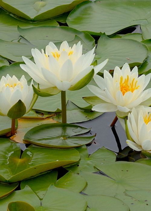 Four Water Lilies Greeting Card for Sale by Wendy Yee Calendar