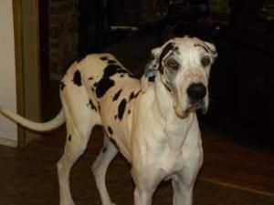 Minnesota Suki Is An Adoptable Great Dane Dog In Inver Grove