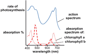 absorption spectrum vs action spectrum biology lessons action spectrum