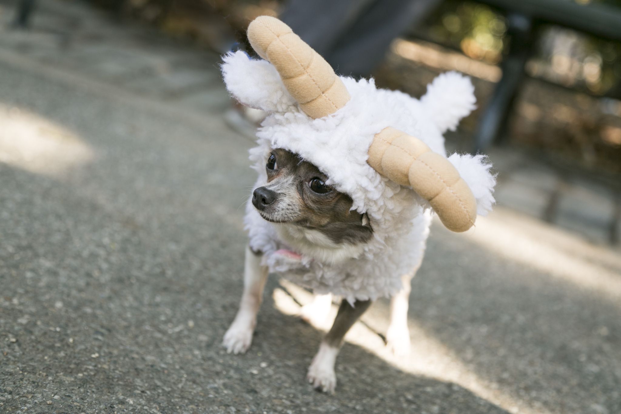 New York City New York Usa Halloween Dog Costume Contest Dog