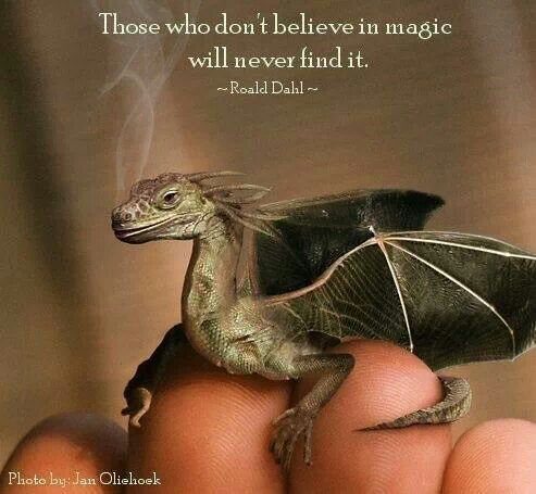 "Those who don't believe in magic will never find it." Roald Dahl