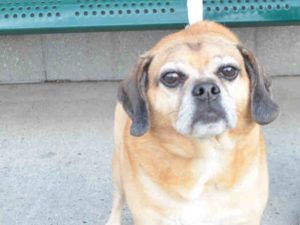Arrow A1084693 Neutered Male Tan Pug Beagle 5 Yrs Owner Sur