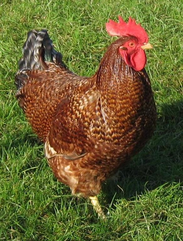 Autosexing breeds of poultry I have Rhodebar poultry and a mix of hens ...