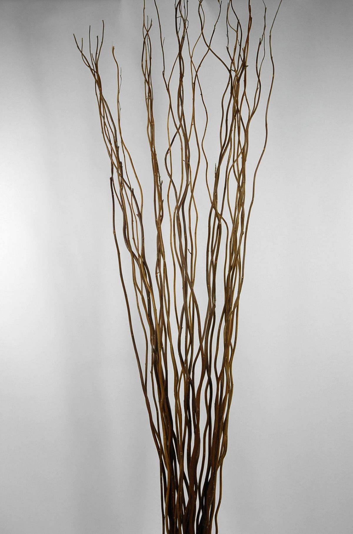 Natural Curly Willow Branches 36 40in 11 Natural Curly Willow Branches 36 40in 11 Branch Bundle