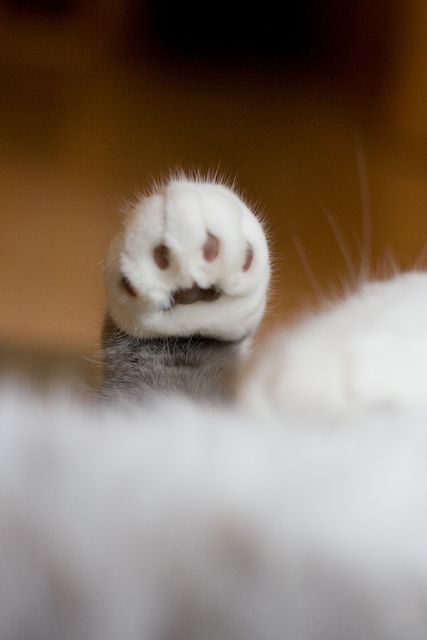 Pin Meh Miaw miaw oh my that is pfoten Pin Meh Miaw miaw oh my that is pfoten