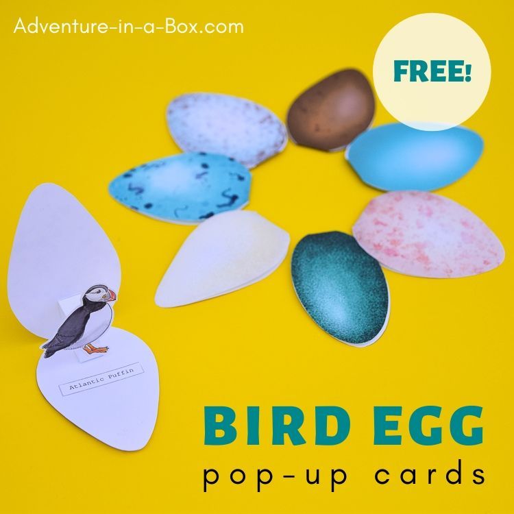 Bird Egg Cards With Templates In 2021 Egg Card Bird Eggs Bird Template
