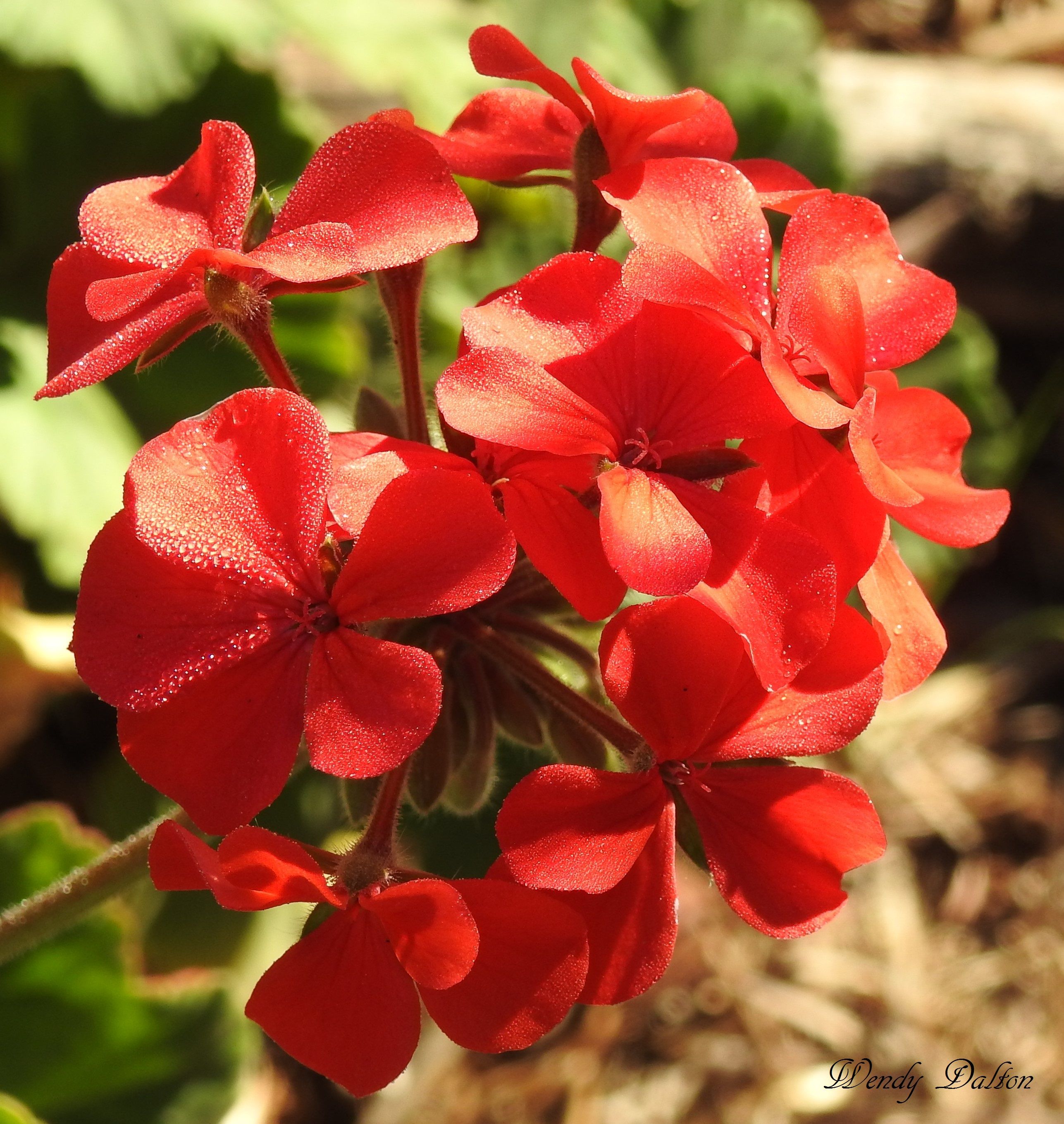 Single geraniums