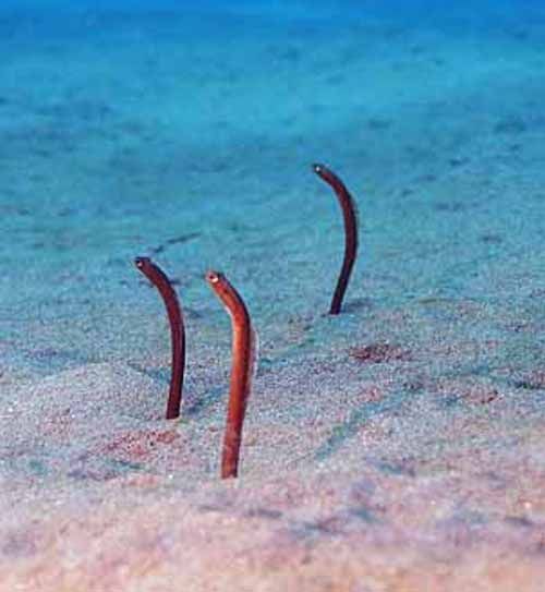 Garden Eels 海洋生物