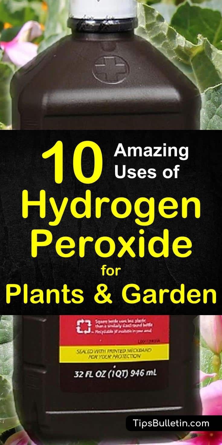 Find out how to best use hydrogen peroxide for plants and in your garden. Includes recipes to fight fungal infections, sanitize seeds, accelerate seed germination, fertilize your plants and using peroxide to keep pests away. Uses Of Hydrogen, Hydrogen Peroxide Uses, Growing Vegetables, Growing Plants, Fast Growing Fruit Trees, Growing Tomatoes, Gardening For Beginners, Gardening Tips, Gardening Magazines